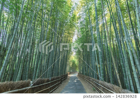赤塔市,赤塔竹林 赤塔市,赤塔竹林 142836928