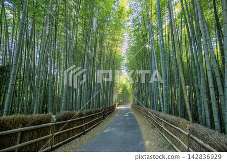 赤塔市,赤塔竹林 赤塔市,赤塔竹林 142836929
