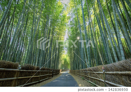 赤塔市,赤塔竹林 赤塔市,赤塔竹林 142836930