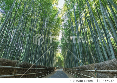 赤塔市,赤塔竹林 赤塔市,赤塔竹林 142836932
