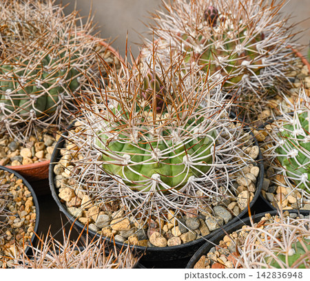 Gymnocalycium spegazzinii cactus with ribbed body and curved spines Gymnocalycium spegazzinii cactus with ribbed body and curved spines 142836948