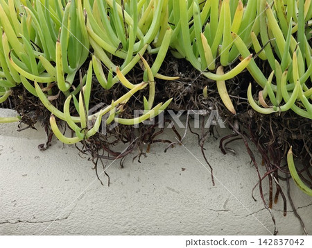 Exposed Roots and Fleshy Leaves of Bulbine Frutescens Exposed Roots and Fleshy Leaves of Bulbine Frutescens 142837042