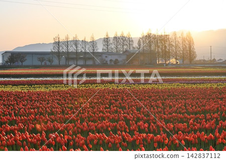 Tulip fields in Gosen City, Niigata Prefecture, bathed in the morning light. Tulip fields in Gosen City, Niigata Prefecture, bathed in the morning light. 142837112