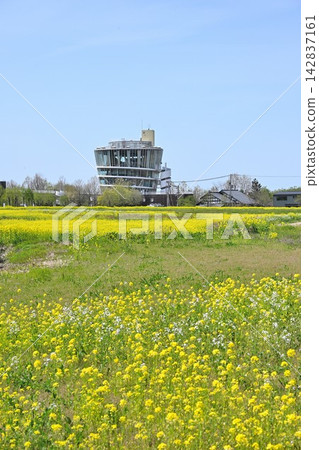 油菜花裝點福島潟湖,福島潟湖景色宜人(新潟縣新潟市) 油菜花裝點福島潟湖,福島潟湖景色宜人(新潟縣新潟市) 142837161