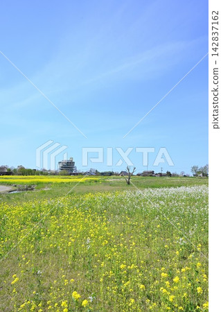 油菜花裝點福島潟湖,福島潟湖景色宜人(新潟縣新潟市) 油菜花裝點福島潟湖,福島潟湖景色宜人(新潟縣新潟市) 142837162
