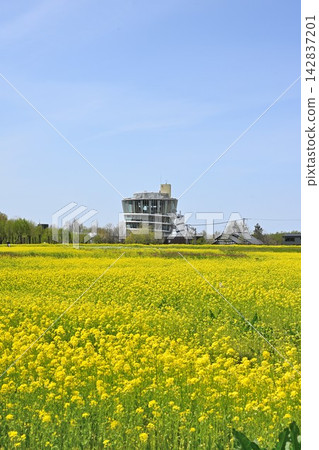 Rape blossoms adorn Fukushima Lagoon, and the view of Fukushima Lagoon (Niigata City, Niigata Prefecture) Rape blossoms adorn Fukushima Lagoon, and the view of Fukushima Lagoon (Niigata City, Niigata Prefecture) 142837201