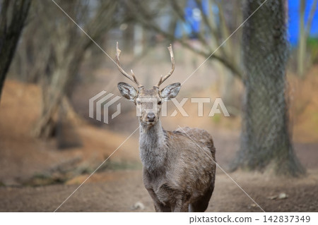 Young stag deer standing gracefully in a tranquil forest setting, soft natural light highlighting its delicate features and warm earthy tones Young stag deer standing gracefully in a tranquil forest setting, soft natural light highlighting its delicate features and warm earthy tones 142837349