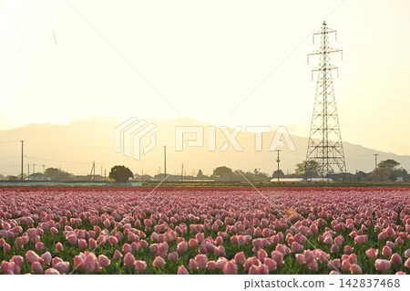 新潟縣五仙市的鬱金香花田沐浴在晨光中。 新潟縣五仙市的鬱金香花田沐浴在晨光中。 142837468