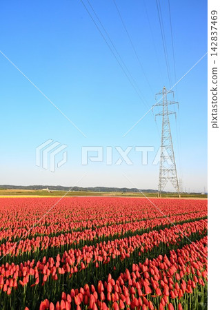 Tulip fields in Gosen City, Niigata Prefecture, stand out against the blue sky. Tulip fields in Gosen City, Niigata Prefecture, stand out against the blue sky. 142837469