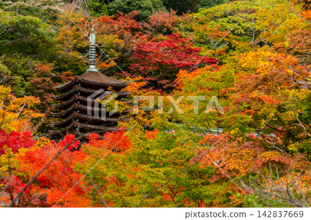 丹山神社(奈良縣):十三層寶塔周圍的秋葉景色。 丹山神社(奈良縣):十三層寶塔周圍的秋葉景色。 142837669