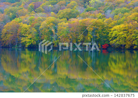 Autumn foliage scenery at Tsutanuma (Aomori Prefecture) Autumn foliage scenery at Tsutanuma (Aomori Prefecture) 142837675
