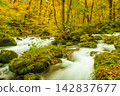 Autumn leaves of the Oirase Stream 142837677