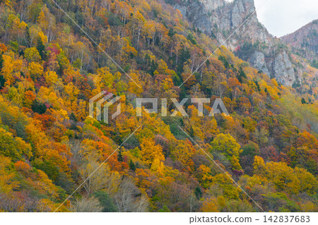 Autumn leaves in Sounkyo (Hokkaido) Autumn leaves in Sounkyo (Hokkaido) 142837683