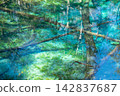 Fallen trees sink without rotting in "Kami no Ko Pond" (Hokkaido) 142837687