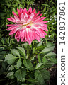Dahlia flower with the blurred green background. 142837861