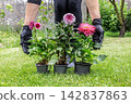 Woman and dahlias in flower pots in the garden. 142837863