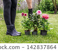Woman and dahlias in flower pots in the garden. 142837864