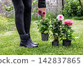 Woman and dahlias in flower pots in the garden. 142837865
