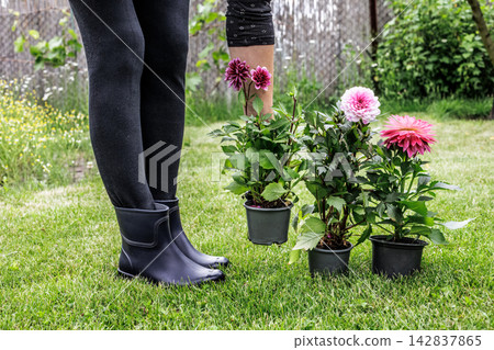 Woman and dahlias in flower pots in the garden. Woman and dahlias in flower pots in the garden. 142837865
