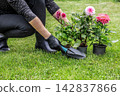 Woman with dahlias and garden tools. 142837866