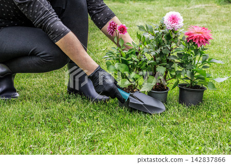 Woman with dahlias and garden tools. Woman with dahlias and garden tools. 142837866