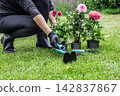 Woman with dahlias and garden tools. 142837867