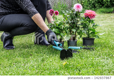 Woman with dahlias and garden tools. Woman with dahlias and garden tools. 142837867