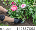 Gardener is planting dahlias on the garden bed. 142837868
