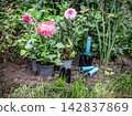 Dahlias in the flower pots and garden tools on the flower bed. 142837869