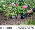 Gardener is planting dahlias on the garden bed. 142837870