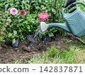 Gardener watering a spot in the flowerbed to plant a flower. 142837871