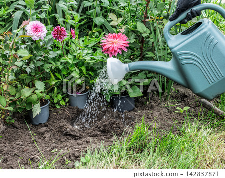 Gardener watering a spot in the flowerbed to plant a flower. Gardener watering a spot in the flowerbed to plant a flower. 142837871