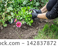 Gardener is planting dahlias on the garden bed. 142837872