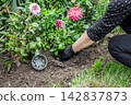 Gardener is planting a dahlia on the garden bed. 142837873