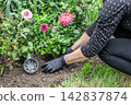 Gardener is planting dahlias on the garden bed. 142837874