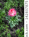 Dahlia flower growing on the flower bed. 142837875