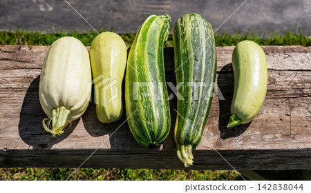 Fresh harvested zucchini and marrow squash varieties lying on rustic wooden bench in garden. Organic homegrown autumn vegetable harvest. Healthy food, farming and agriculture concept. Fresh harvested zucchini and marrow squash varieties lying on rustic wooden bench in garden. Organic homegrown autumn vegetable harvest. Healthy food, farming and agriculture concept. 142838044