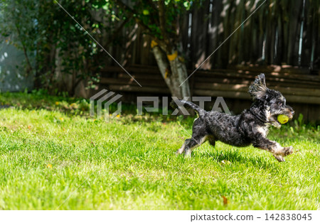 Happy black puppy running on green grass with green apple in mouth. Cute dog playing and having fun in sunny summer garden. Active pet lifestyle, joy and energy of young animal outdoors. Happy black puppy running on green grass with green apple in mouth. Cute dog playing and having fun in sunny summer garden. Active pet lifestyle, joy and energy of young animal outdoors. 142838045