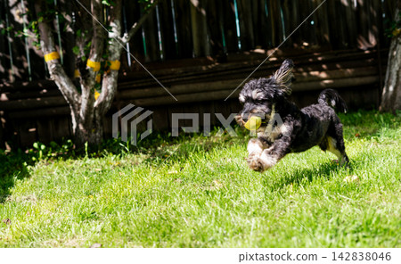 Small black havanese puppy dog running with apple on green grass lawn in sunny summer garden. Happy pet playing and having fun outdoors. Active dog lifestyle, animal care and puppy training concept. Small black havanese puppy dog running with apple on green grass lawn in sunny summer garden. Happy pet playing and having fun outdoors. Active dog lifestyle, animal care and puppy training concept. 142838046