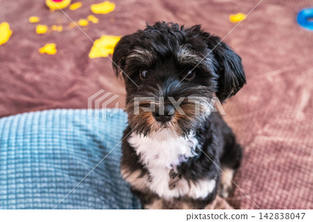 Cute small fluffy black and white guilty mischievous puppy that tore up a napkin sitting on blanket at home and looking at camera. Adorable little dog with toys Cute small fluffy black and white guilty mischievous puppy that tore up a napkin sitting on blanket at home and looking at camera. Adorable little dog with toys 142838047