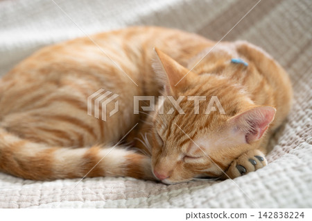 Toby cat with soft claw cover Toby cat with soft claw cover 142838224