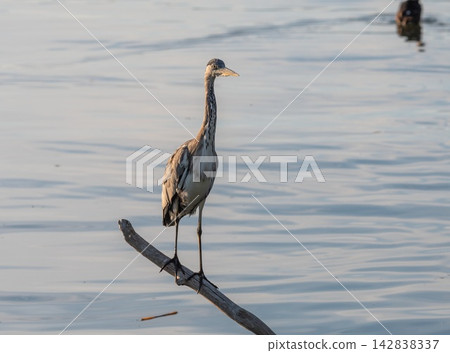 Grey heron, ardea cinerea, standing on a branch, Switzerland 142838337