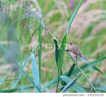 Iduna bird, iduna natalensis, on a branch Iduna bird, iduna natalensis, on a branch 142838338