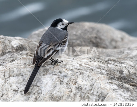 White wagtail, motacilla alba, standing on a rock next to the lake, Geneva,Switzerland White wagtail, motacilla alba, standing on a rock next to the lake, Geneva,Switzerland 142838339