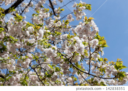 The plump and lovely branches of the Satozakura 'Yang Guifei' cherry blossoms bloom in the refreshing spring sky. The plump and lovely branches of the Satozakura 'Yang Guifei' cherry blossoms bloom in the refreshing spring sky. 142838351