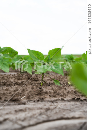 Young sunflower seedling growing in rural farm field with green leaves emerging from dry soil Young sunflower seedling growing in rural farm field with green leaves emerging from dry soil 142838450