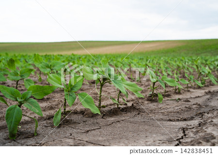 Rows of vibrant green sunflower seedlings sprouting from dry, cracked soil in an agricultural field, symbolizing new life and agriculture Rows of vibrant green sunflower seedlings sprouting from dry, cracked soil in an agricultural field, symbolizing new life and agriculture 142838451