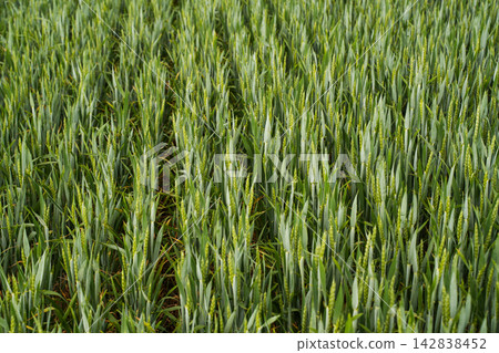 Green wheat growing in agricultural field, showing young plants and agricultural land for food production Green wheat growing in agricultural field, showing young plants and agricultural land for food production 142838452
