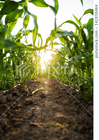 Corn field path with vibrant green crops growing in fertile soil under warm summer sunlight Corn field path with vibrant green crops growing in fertile soil under warm summer sunlight 142838464