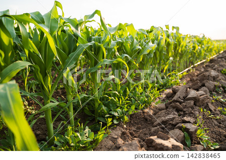 Young corn field growing under golden sunlight representing agriculture, growth, and sustainable farming Young corn field growing under golden sunlight representing agriculture, growth, and sustainable farming 142838465